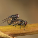 House Fly