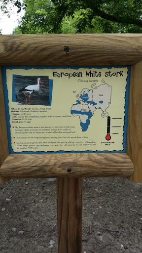 European White Stork