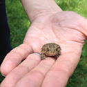 Eastern American Toad