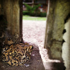 American Toad