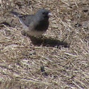 Dark-Eyed Junco