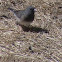 Dark-Eyed Junco