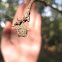 White Micrathena