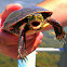 Eastern painted turtle