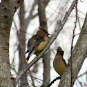Cedar Waxwing