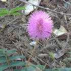 Sunshine Mimosa