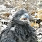 Eagle (baby)