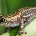 Yule Island Tree Frog