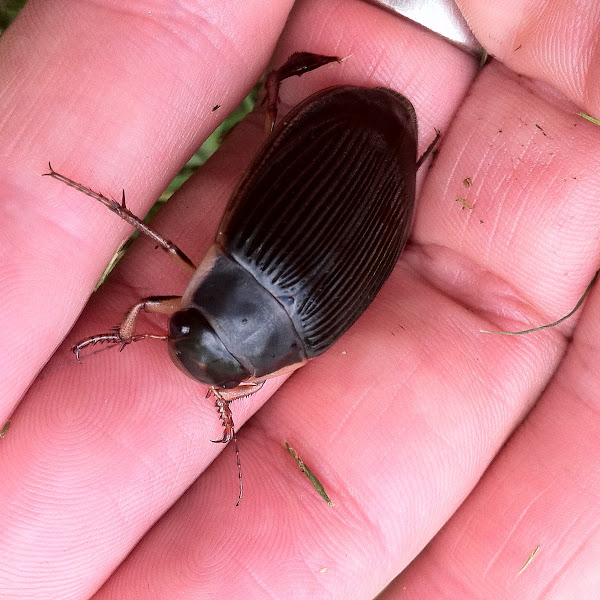 Diving beetle Project Noah