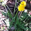 Common dandelion 
