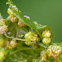 Leaf Gall