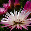 Pink Everlasting