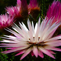 Fynbos of Western Cape 