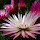 Fynbos of Western Cape 