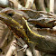 Striped Basilisk
