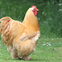 Buff Cochins