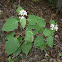 White Snakeroot