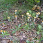 Questionable Stropharia