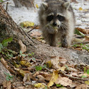 Raccoon