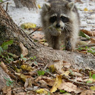 Raccoon