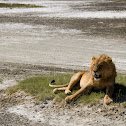 Lion (male)