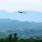 White Ibis