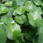 Pennywort
