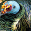 Pavo ocelado