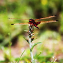 Calico Pennant