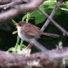Superb Fairy-Wren