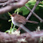 Superb Fairy-Wren