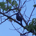 Gray Catbird?
