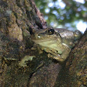 Red Tree Frog