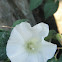 Whitestar potato
