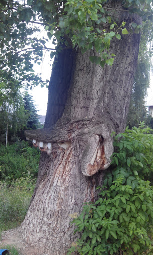 Zębate drzewo