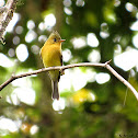 Northern Tufted Flycatcher