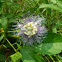 Purple Passionflower