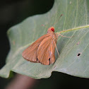 Common Red Eye