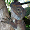 Southern Angle Headed Dragon  
