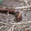 Earth Worm / Ants