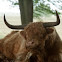Highland cattle