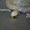 Red-eared Slider