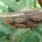 Black-and-Red-bug