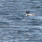 Loon