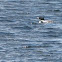 Loon