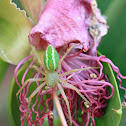 Green Lynx Spider