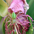 Green Lynx Spider