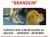Busco Perro Perdido