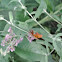 Question Mark Butterfly