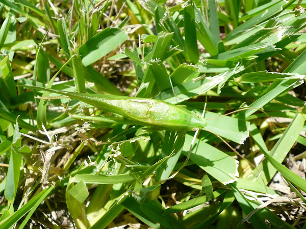 Cone Headed Katydid 